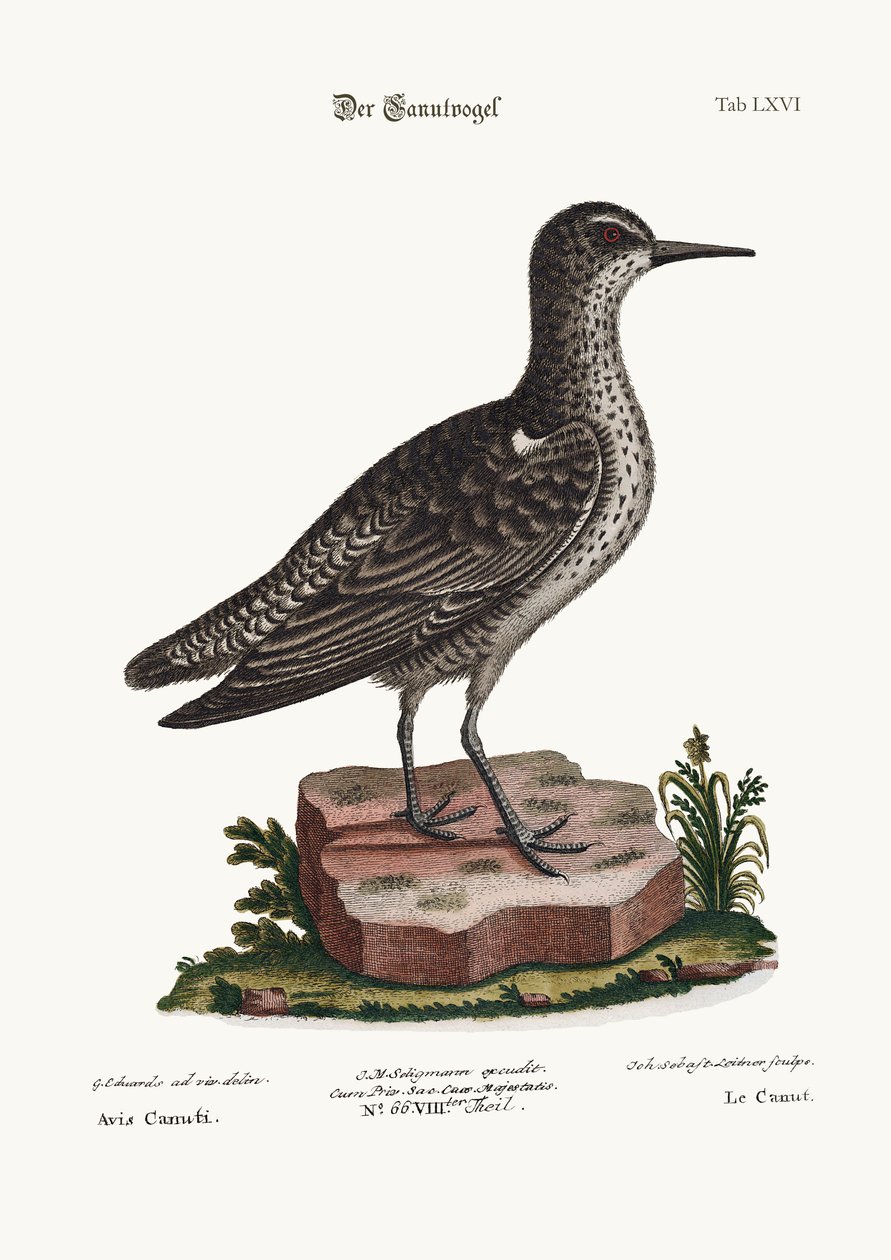 Knuten, 1749-73 av George Edwards