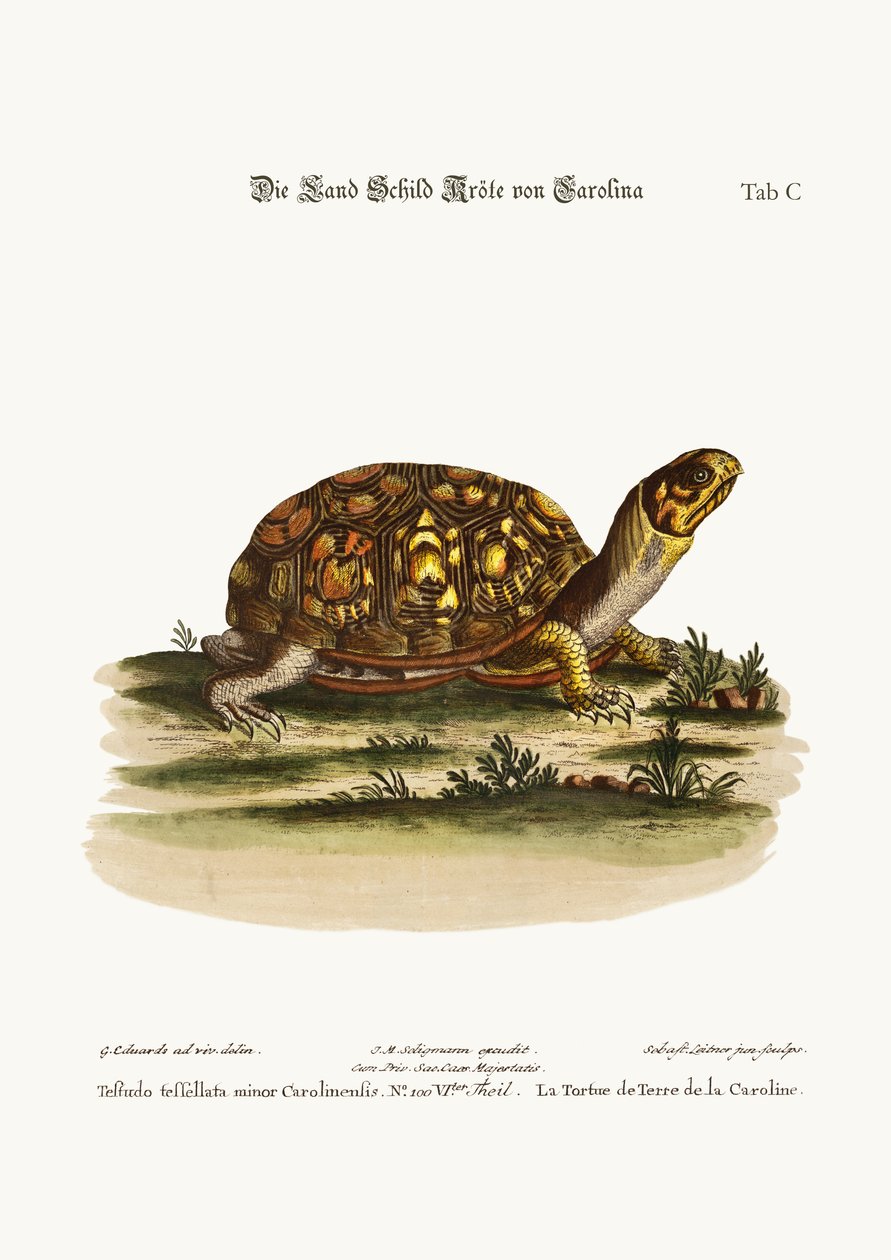Landsköldpaddan från Carolina, 1749-73 av George Edwards