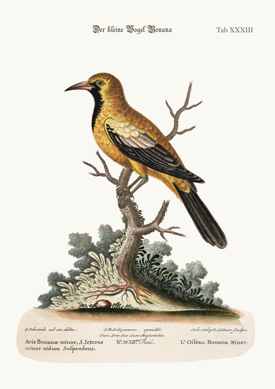 The Lesser Bonana Bird, 1749-73 av George Edwards