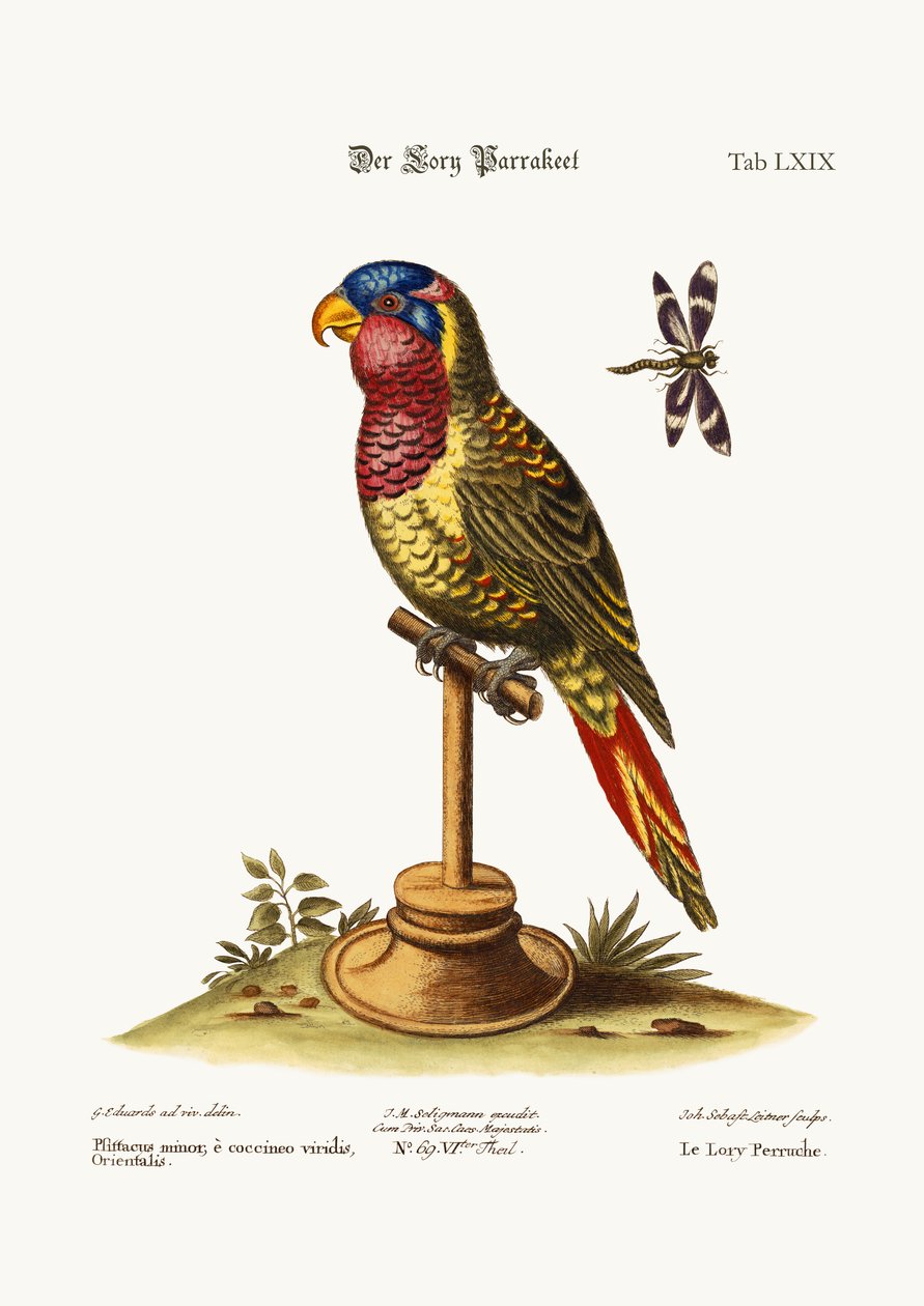 The Lory-Parrakeet, 1749-73 av George Edwards