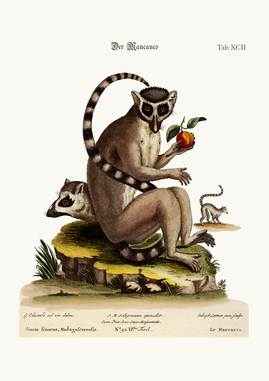 Maucauco, 1749-73 av George Edwards