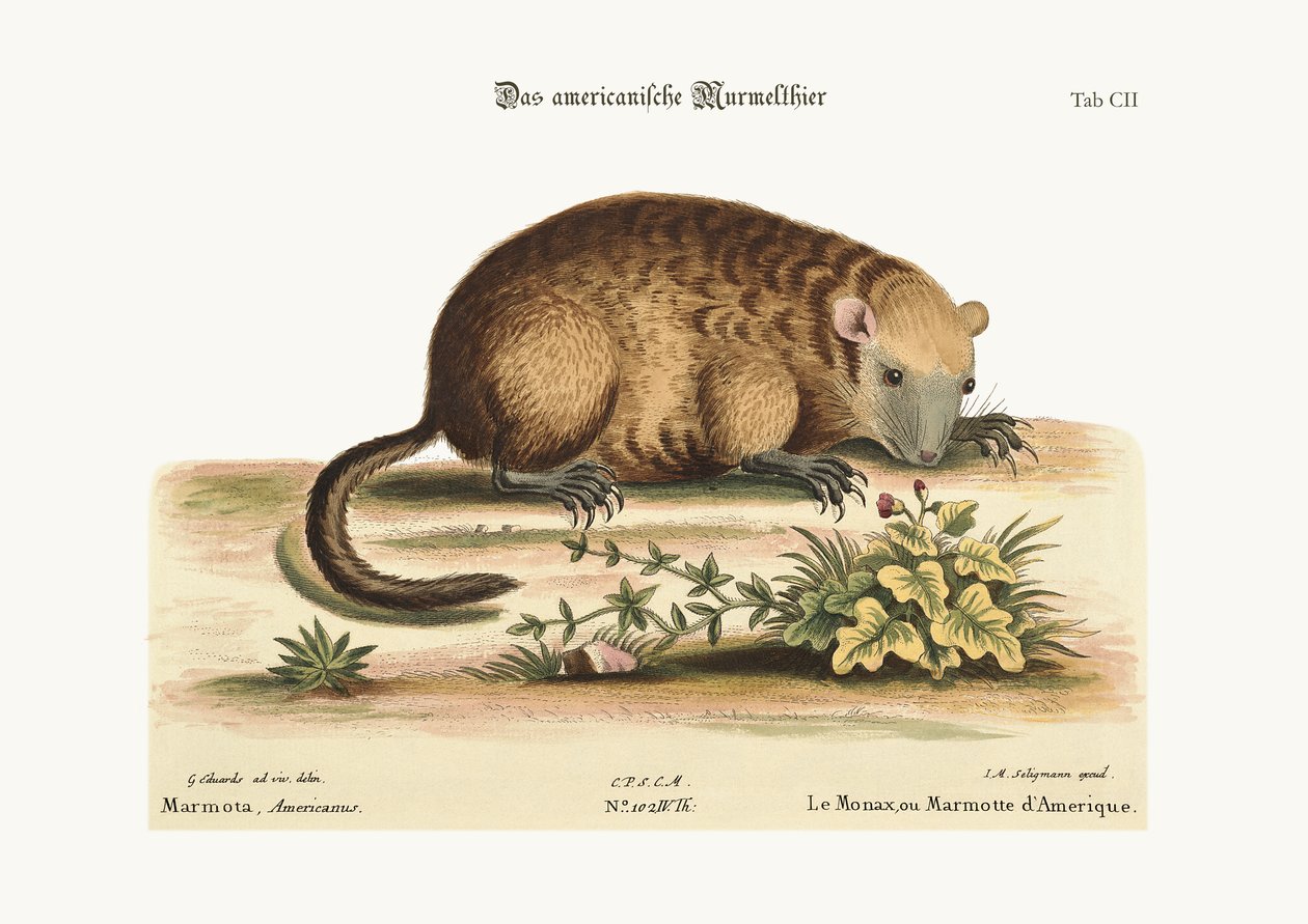 The Monax eller Marmotte of America, 1749-73 av George Edwards