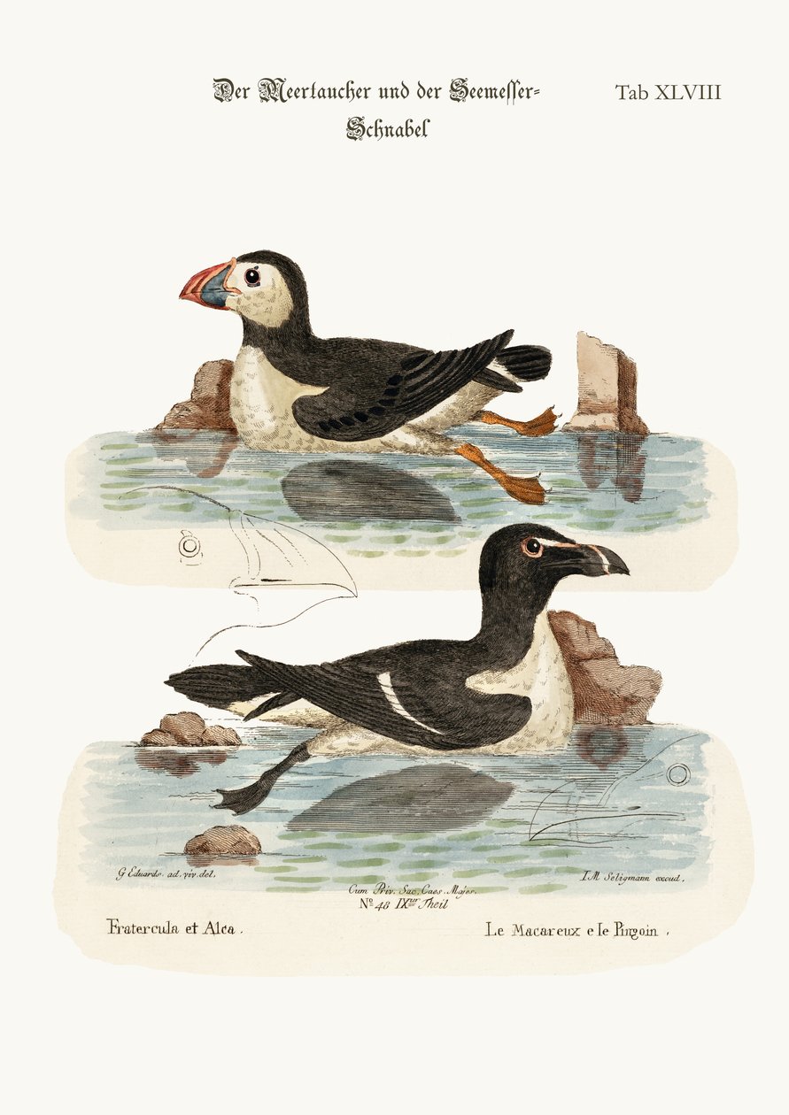 Puffin och Razor-bill, 1749-73 av George Edwards