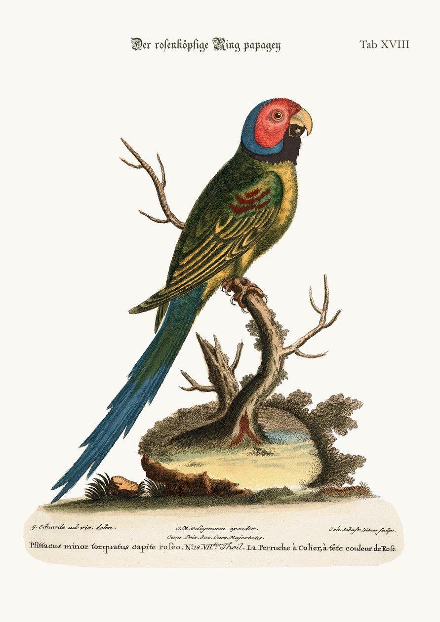 Den rosenhuvade ringparaketen, 1749-73 av George Edwards