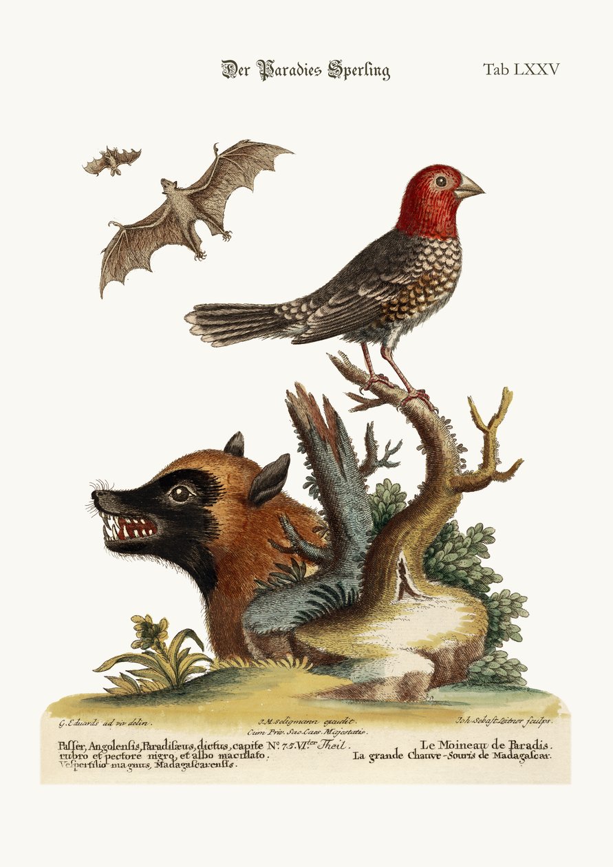 Paradisets sparv. Den stora fladdermusen från Madagaskar, 1749-73 av George Edwards