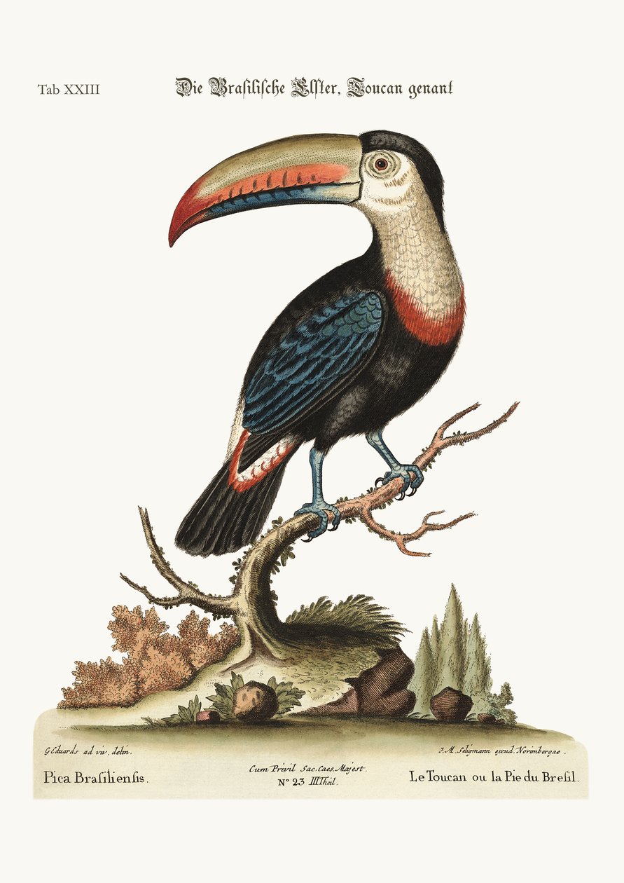 Tukanen eller Brasilian Pye, 1749-73 av George Edwards