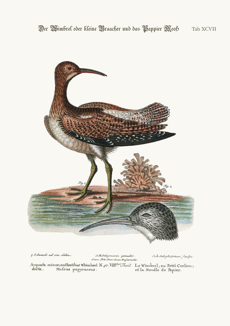 The Whimbrel, or Lesser Curlew, and the Paper-Moss, 1749-73 av George Edwards