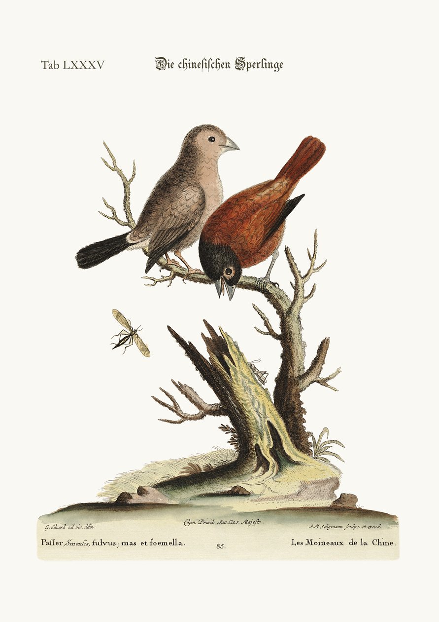 De kinesiska sparvarna, 1749-73 av George Edwards