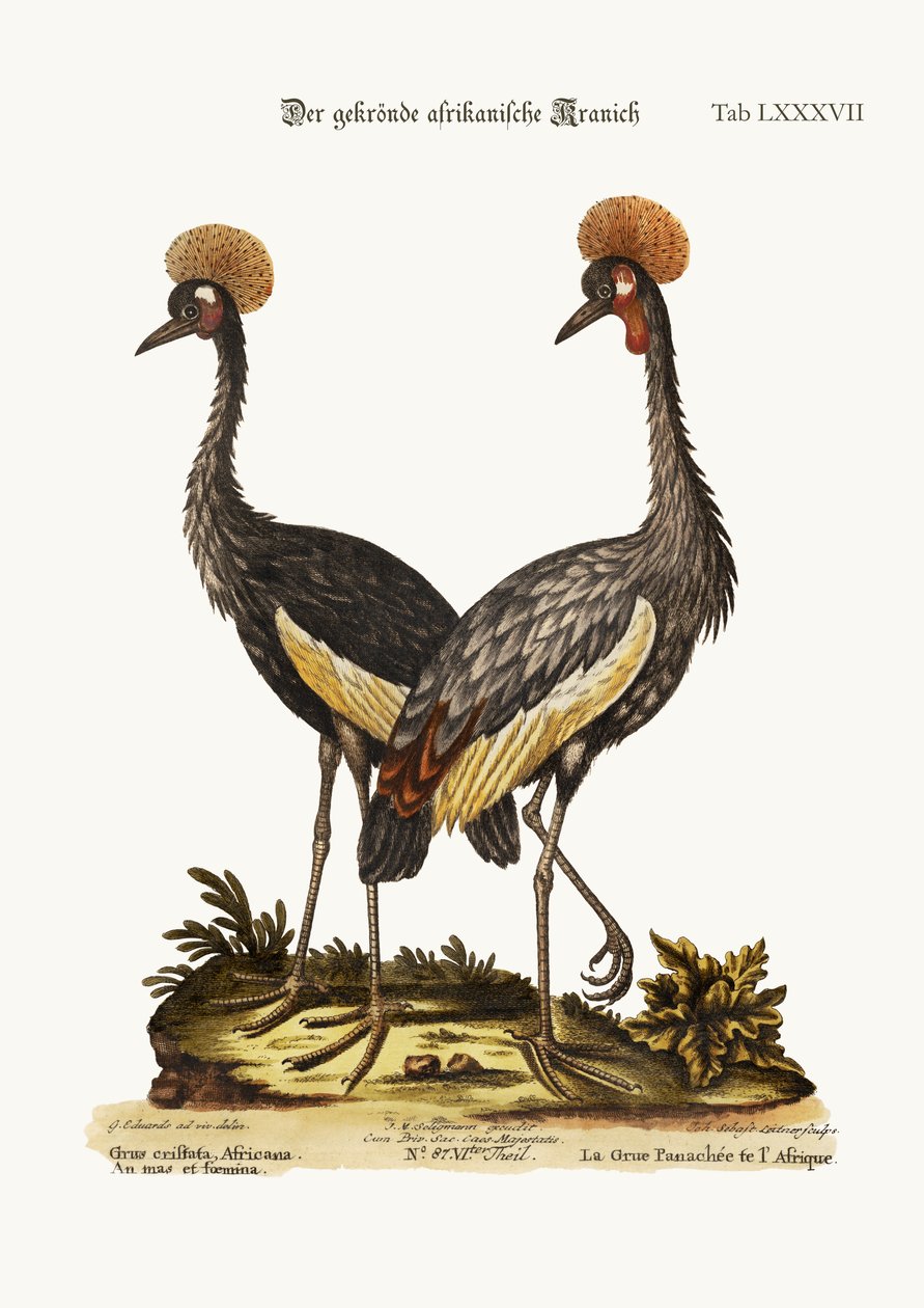 Den krönta afrikanska tranan, 1749-73 av George Edwards