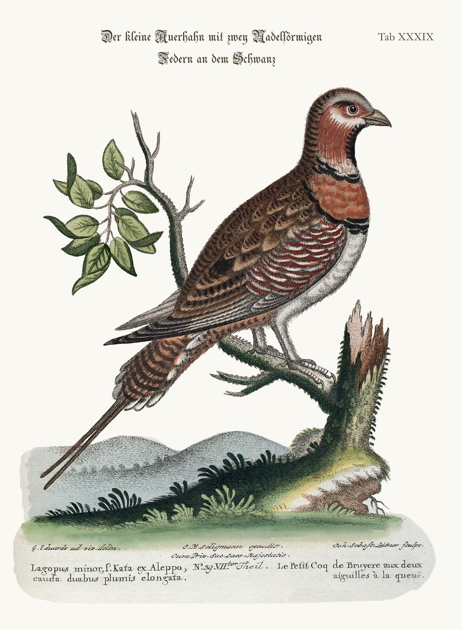 Den lilla Pin-tailed Grous, 1749-73 av George Edwards