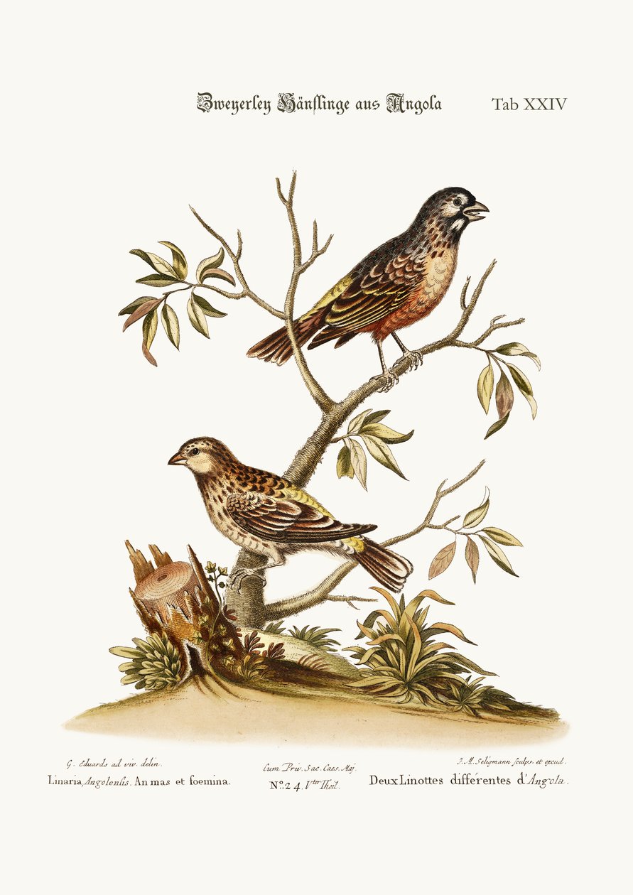 Två sorters linnet från Angola, 1749-73 av George Edwards