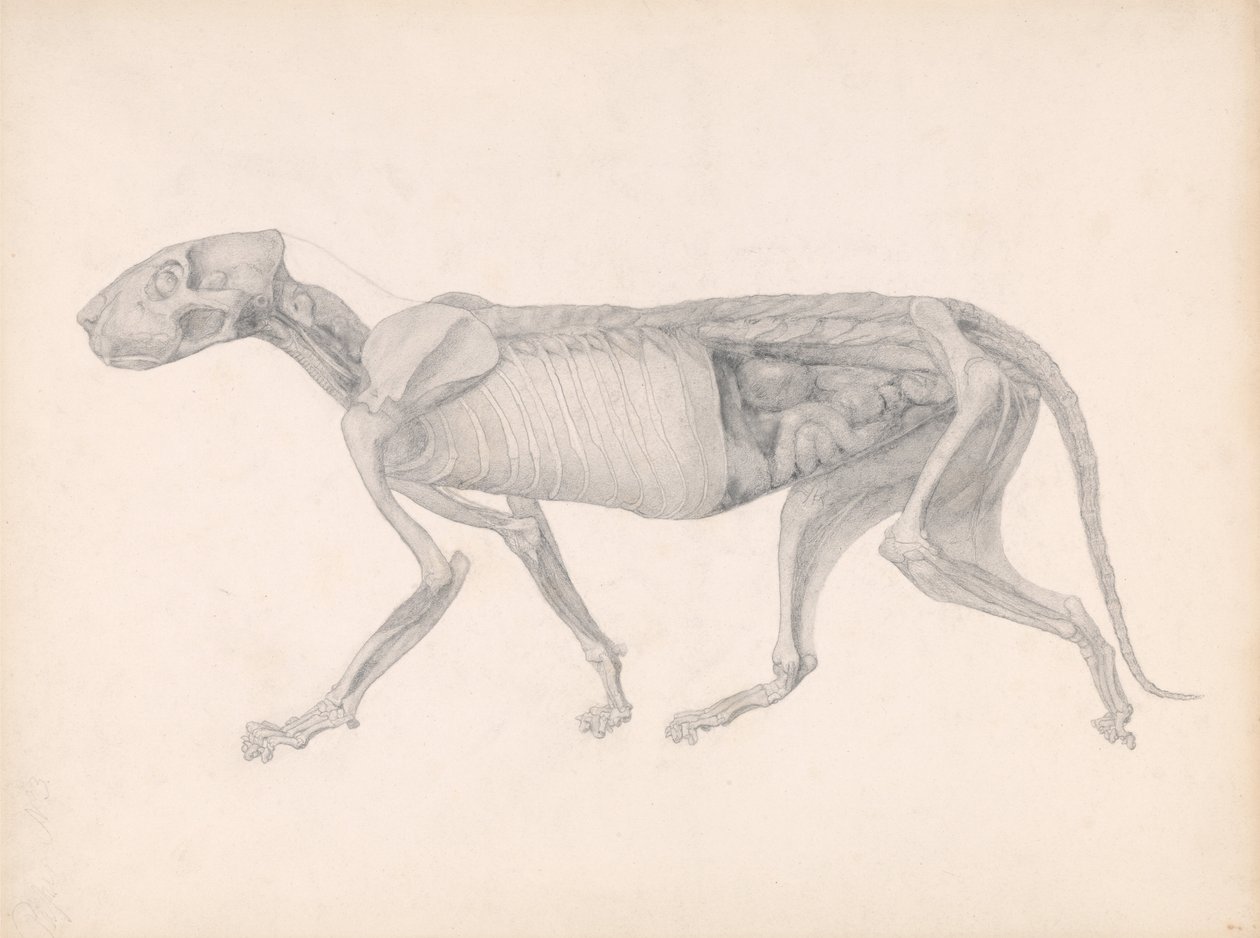 En jämförande anatomisk exponering av människokroppens struktur med en tiger och en ... av George Stubbs