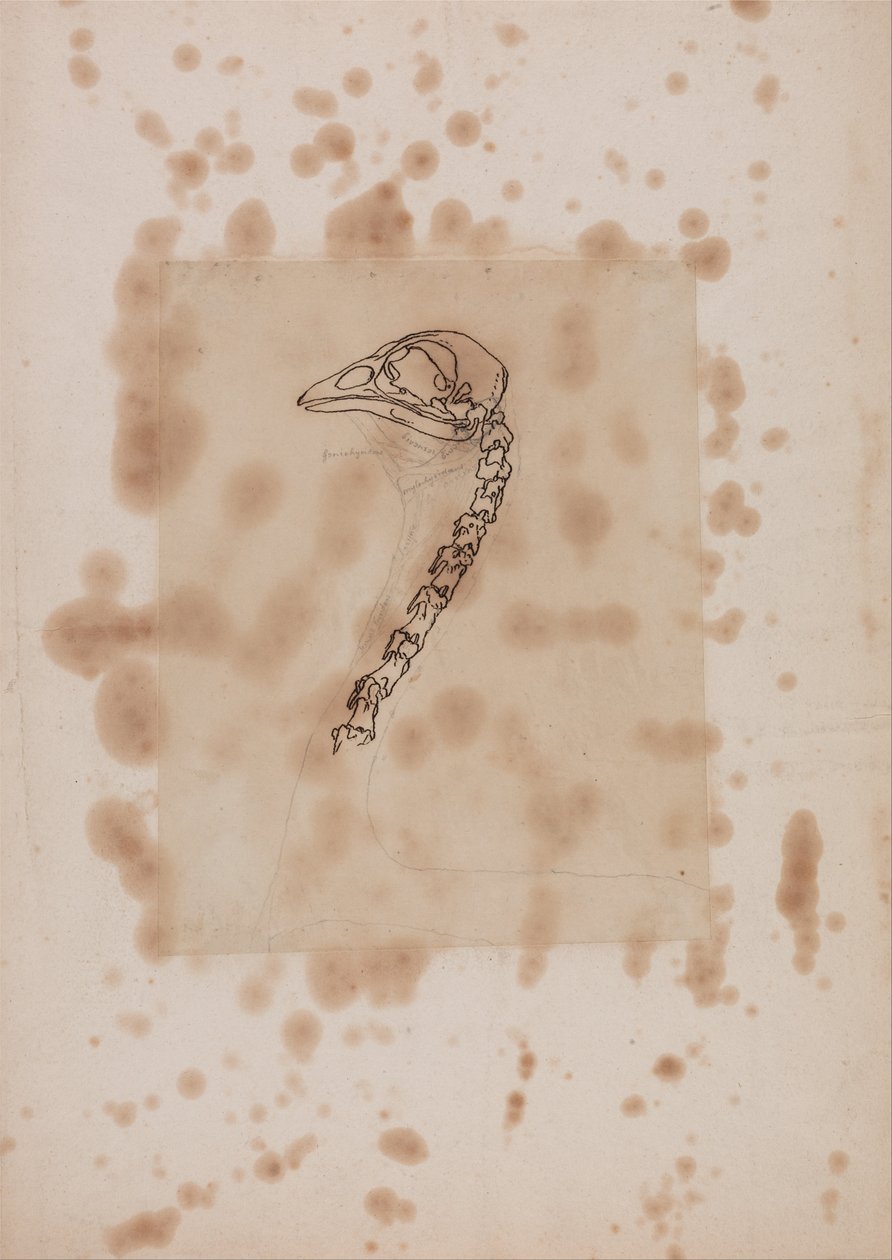 En jämförande anatomisk exponering av människokroppens struktur med en tiger och en ... av George Stubbs