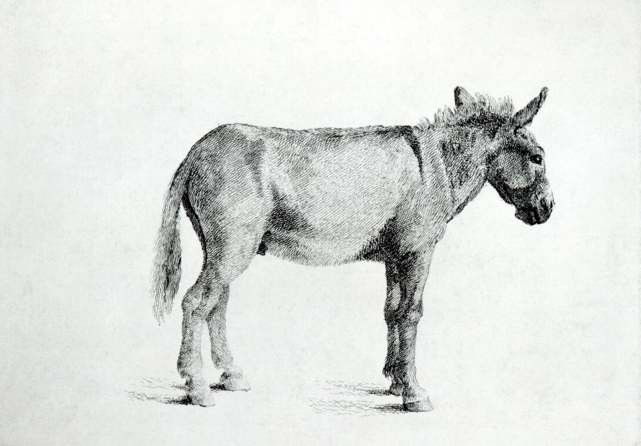 Donkey 1766 (penna och bläck på papper) av George Stubbs