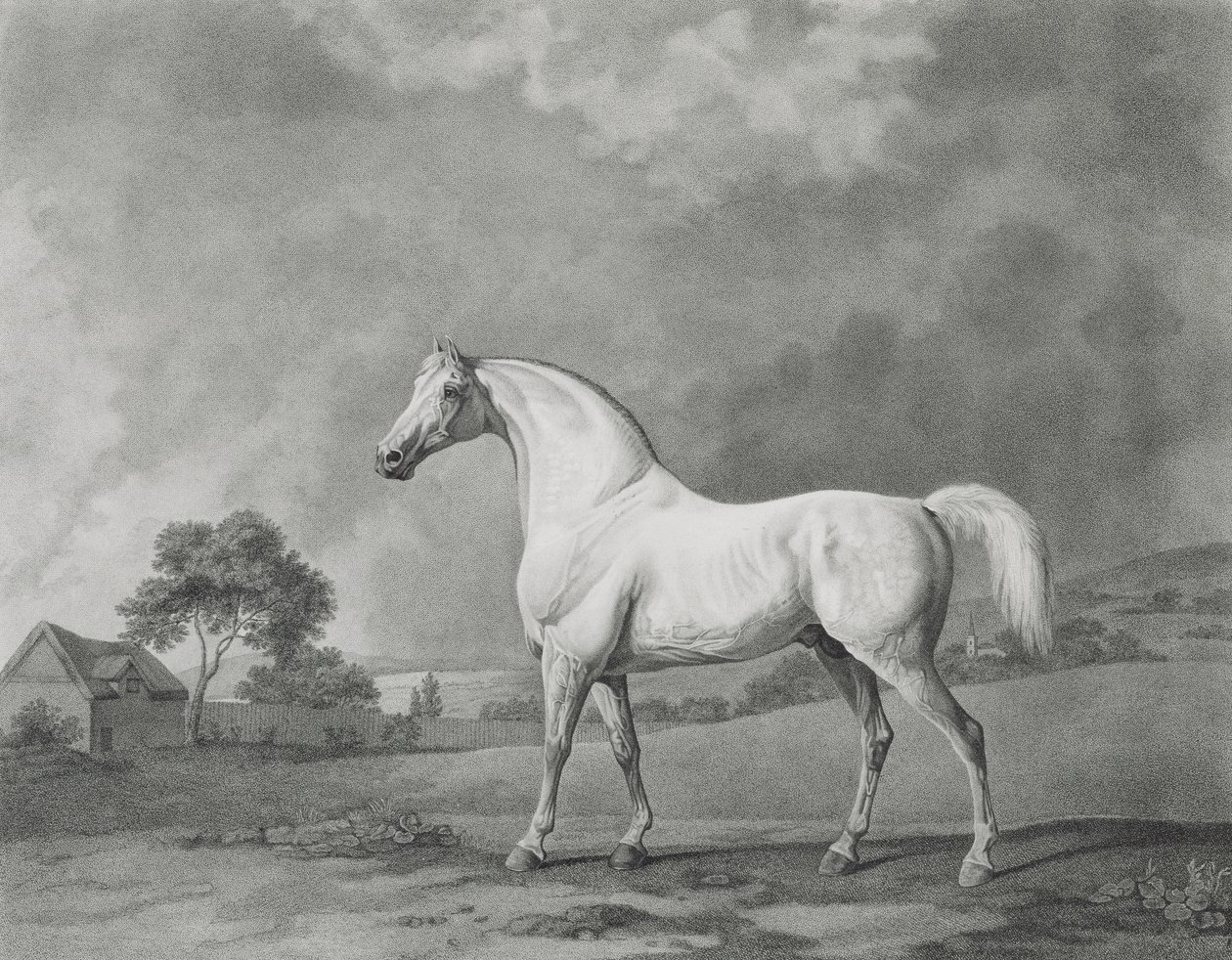 Mambrino, graverad av George Townley Stubbs (1756-1815) pub. 1794 av George Stubbs