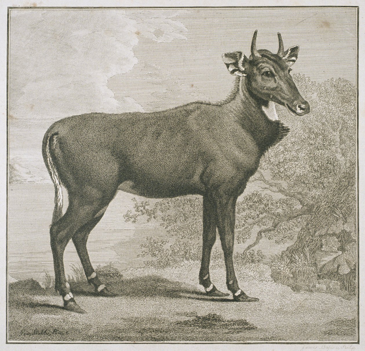 Plåt av Nyl-ghan, graverad av James Basire (1730-1802) av George Stubbs