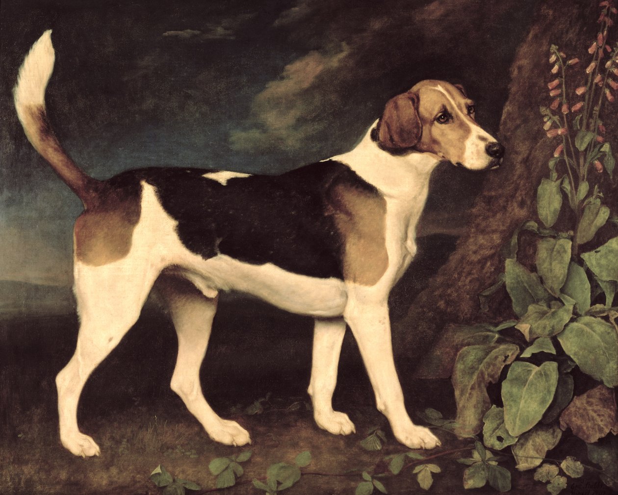 Ringwood, en Brocklesby Foxhound, 1792 swed av George Stubbs