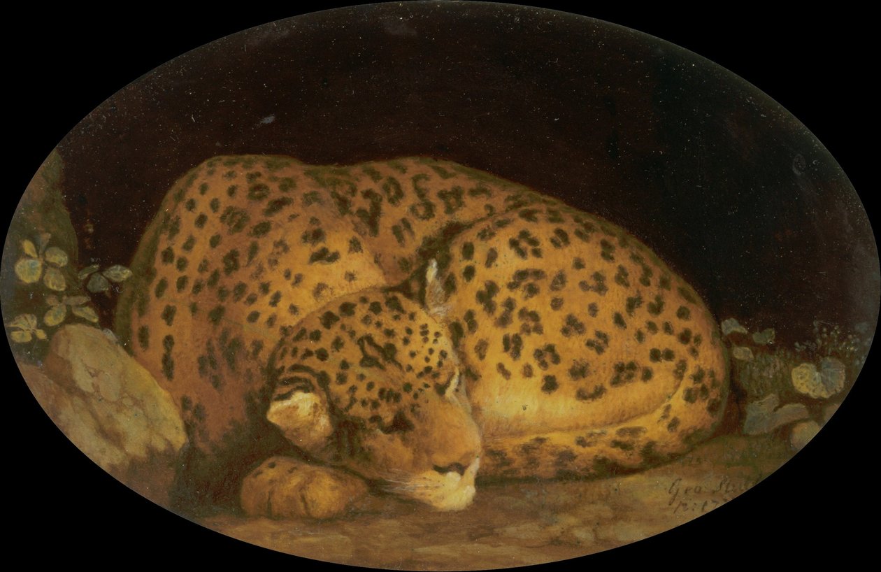 Sovande leopard av George Stubbs