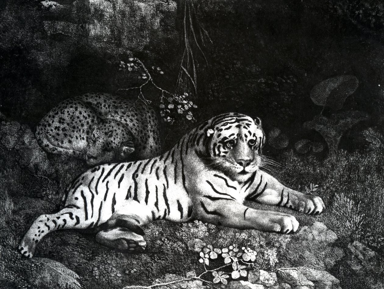 Två tigrar, 1788 av George Stubbs