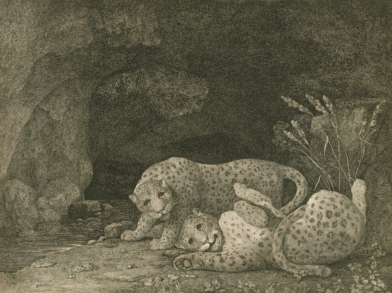 Tygers at Play, graverad av konstnären, pub. 1789 av George Stubbs
