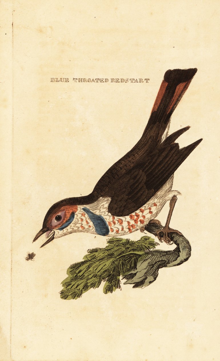 Blåstrup, Luscinia svecica av George (after) Edwards