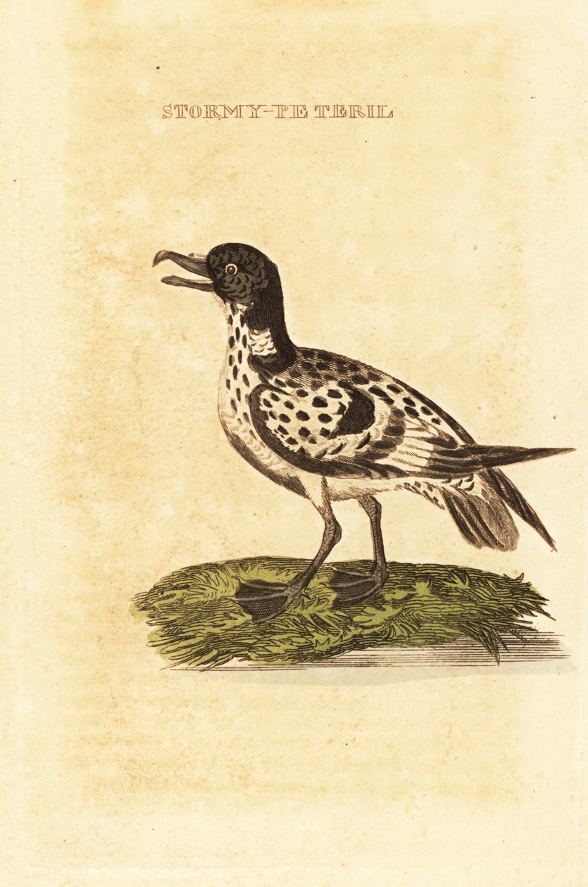 Cape petrel, Daption capense av George (after) Edwards