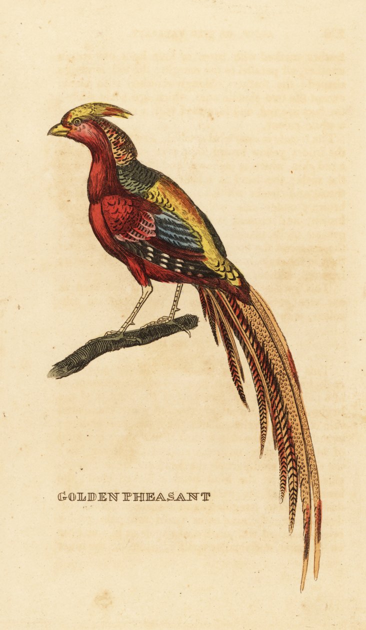 Guldfasan, Chrysolophus pictus av George (after) Edwards