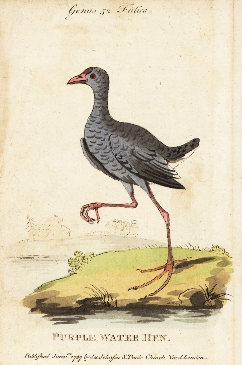 Gråhuvad träsk, Porphyrio poliocephalus av George (after) Edwards
