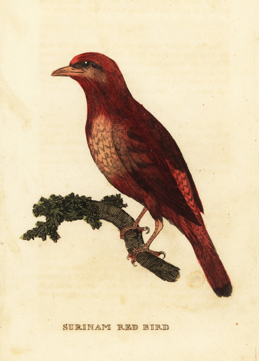 Guianan röd cotinga, phoenix slaktare av George (after) Edwards