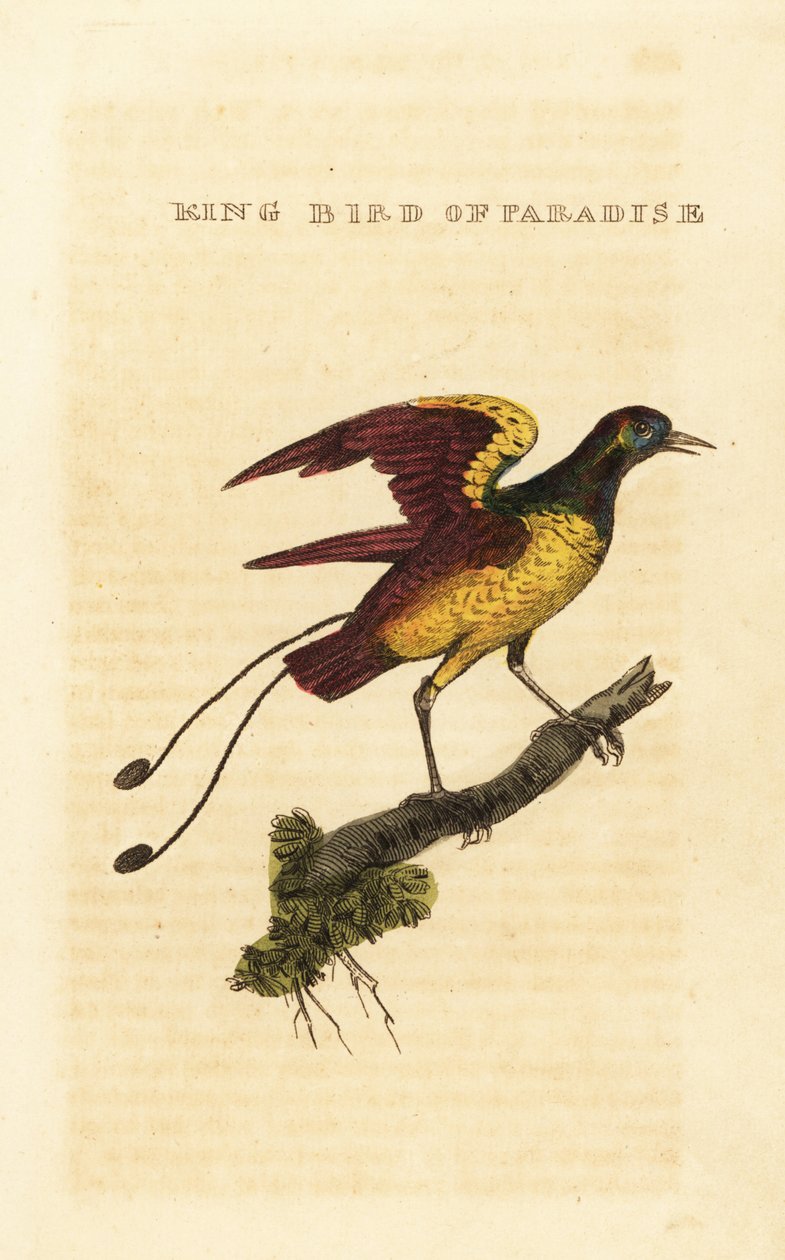Kung paradisfågel, Cicinnurus regius av George (after) Edwards
