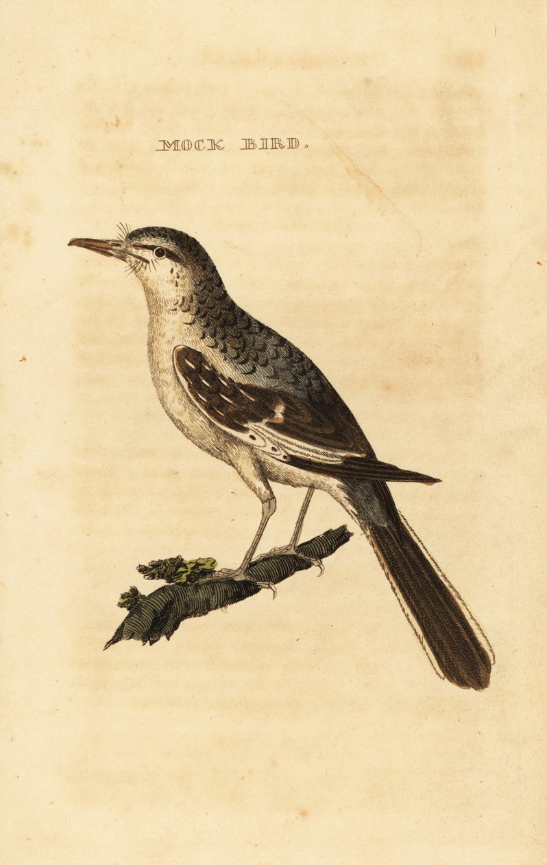 Northern mockingbird, Mimus polyglottos av George (after) Edwards