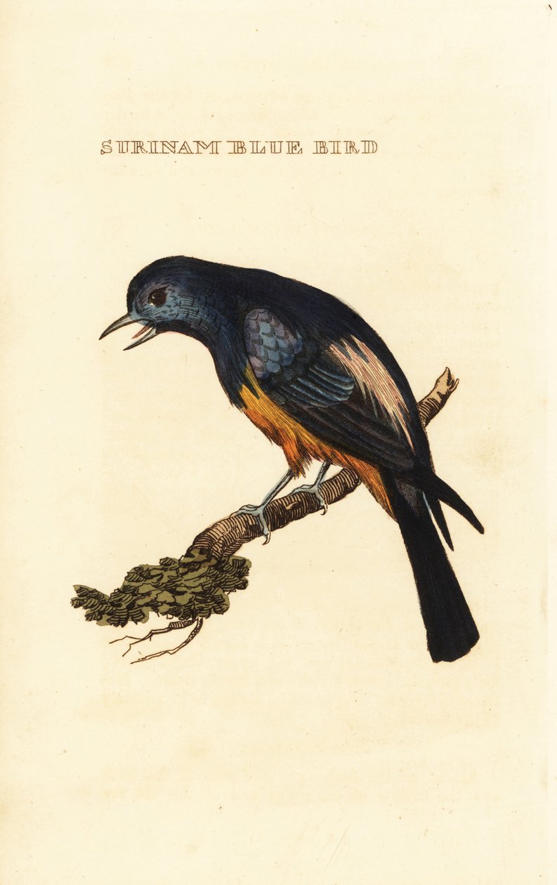 Silverbröstad Tanager, Tangara Valley av George (after) Edwards