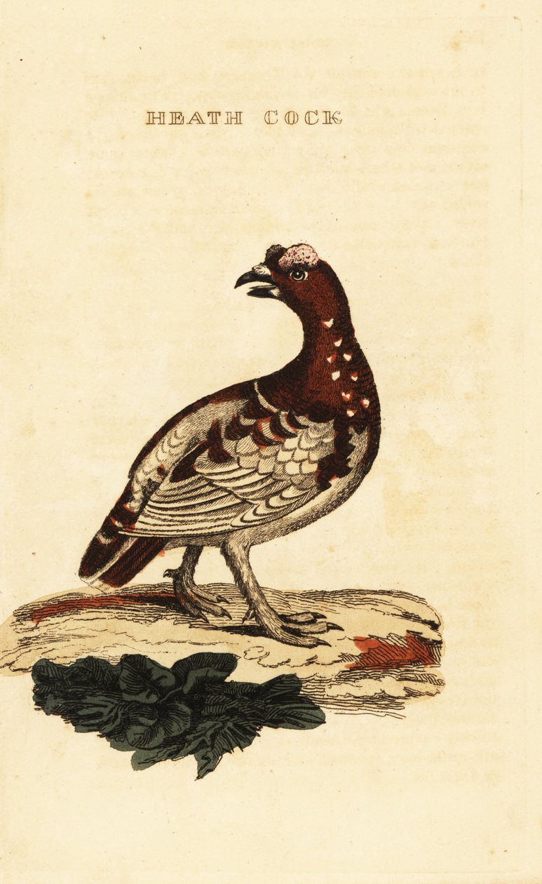 Gran ripa, Falcipennis canadensis canace av George (after) Edwards