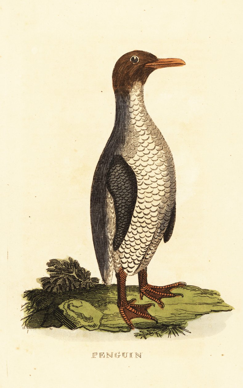 Okänd art av pingvin av George (after) Edwards