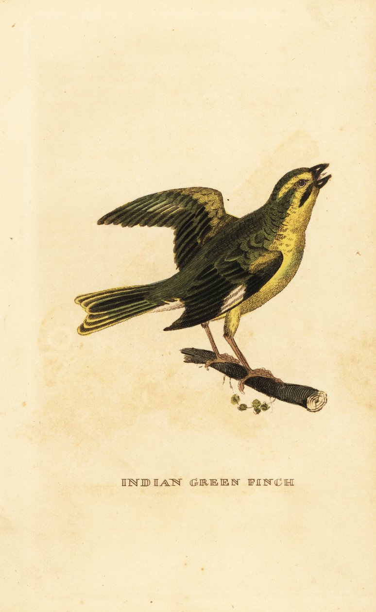 Gulbröst grönfink, Chloris spinoides av George (after) Edwards