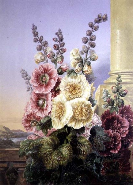 stockrosor (litho i färg) av George Baxter