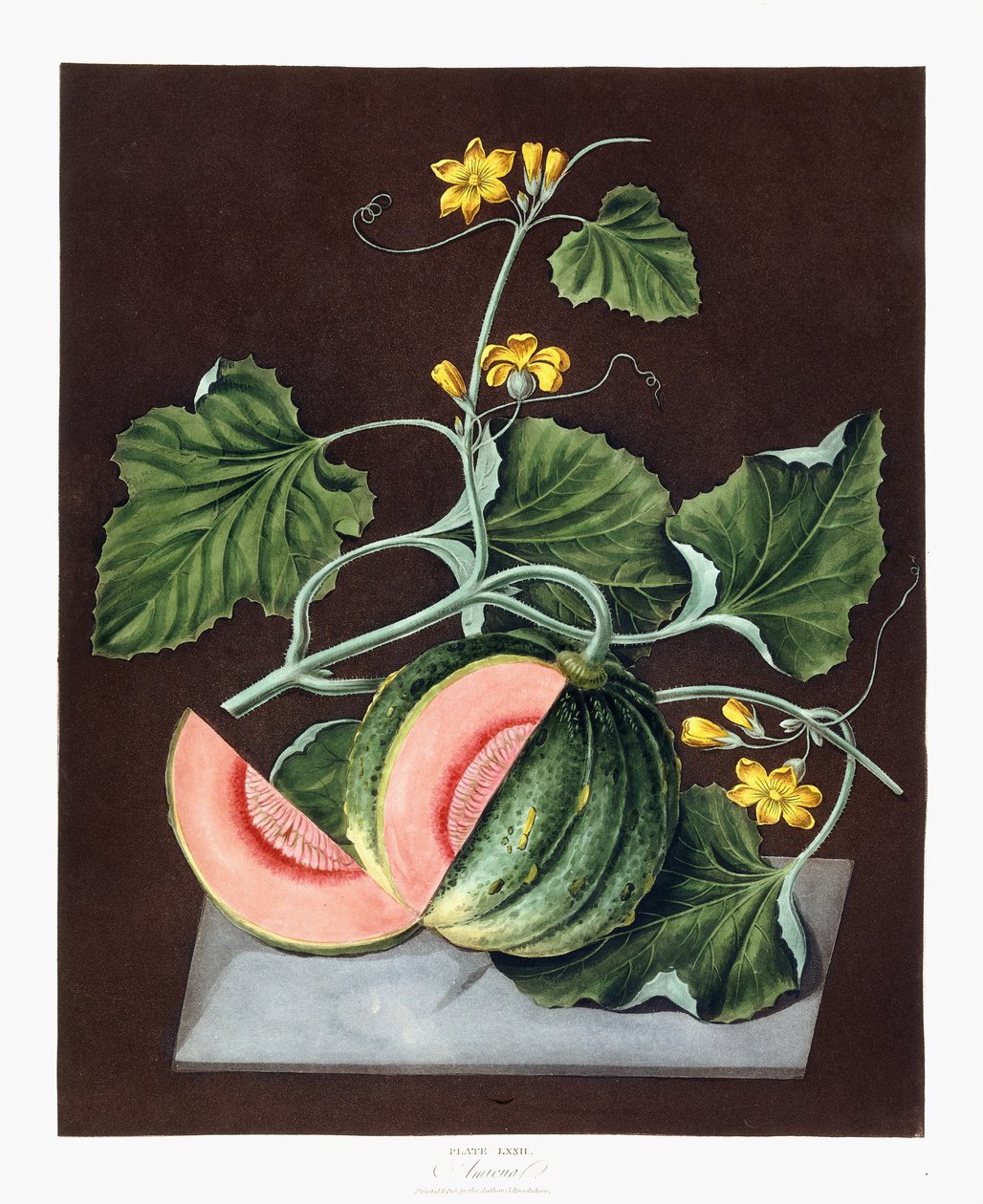 Pumpa, 1812 av George Brookshaw