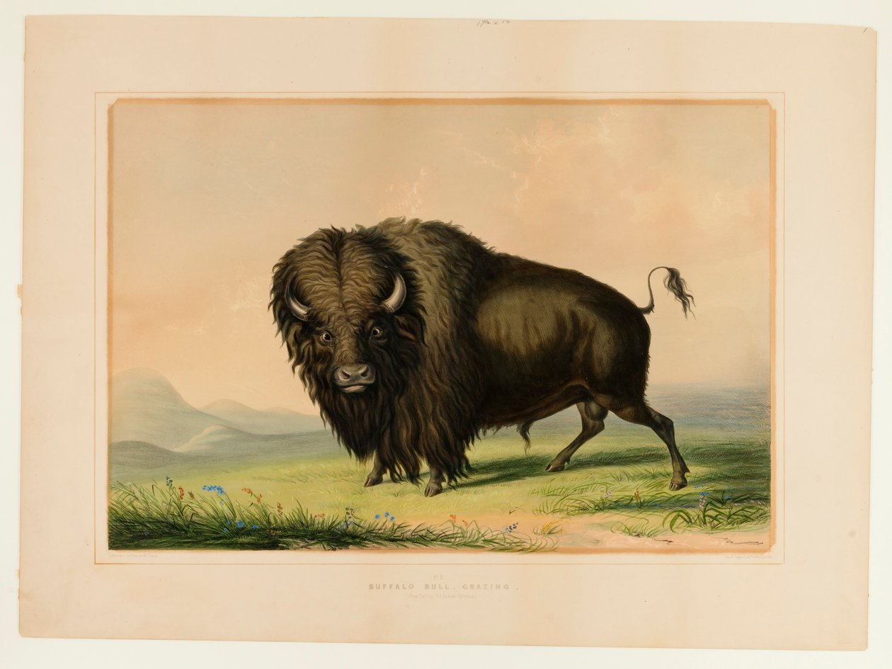 Buffalo Bull Grazing - nr 2 av George Catlin