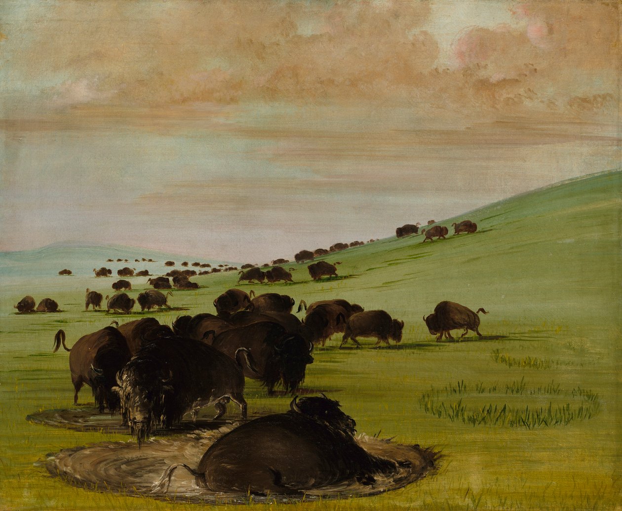 Buffeltjurar i en välling av George Catlin