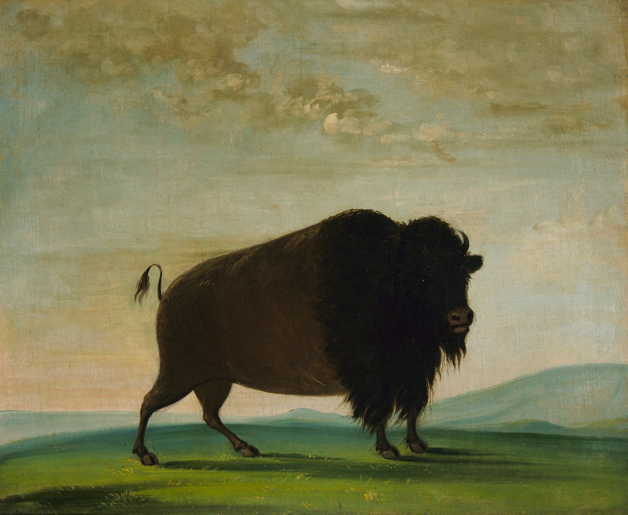Buffelko, betar på prärien av George Catlin