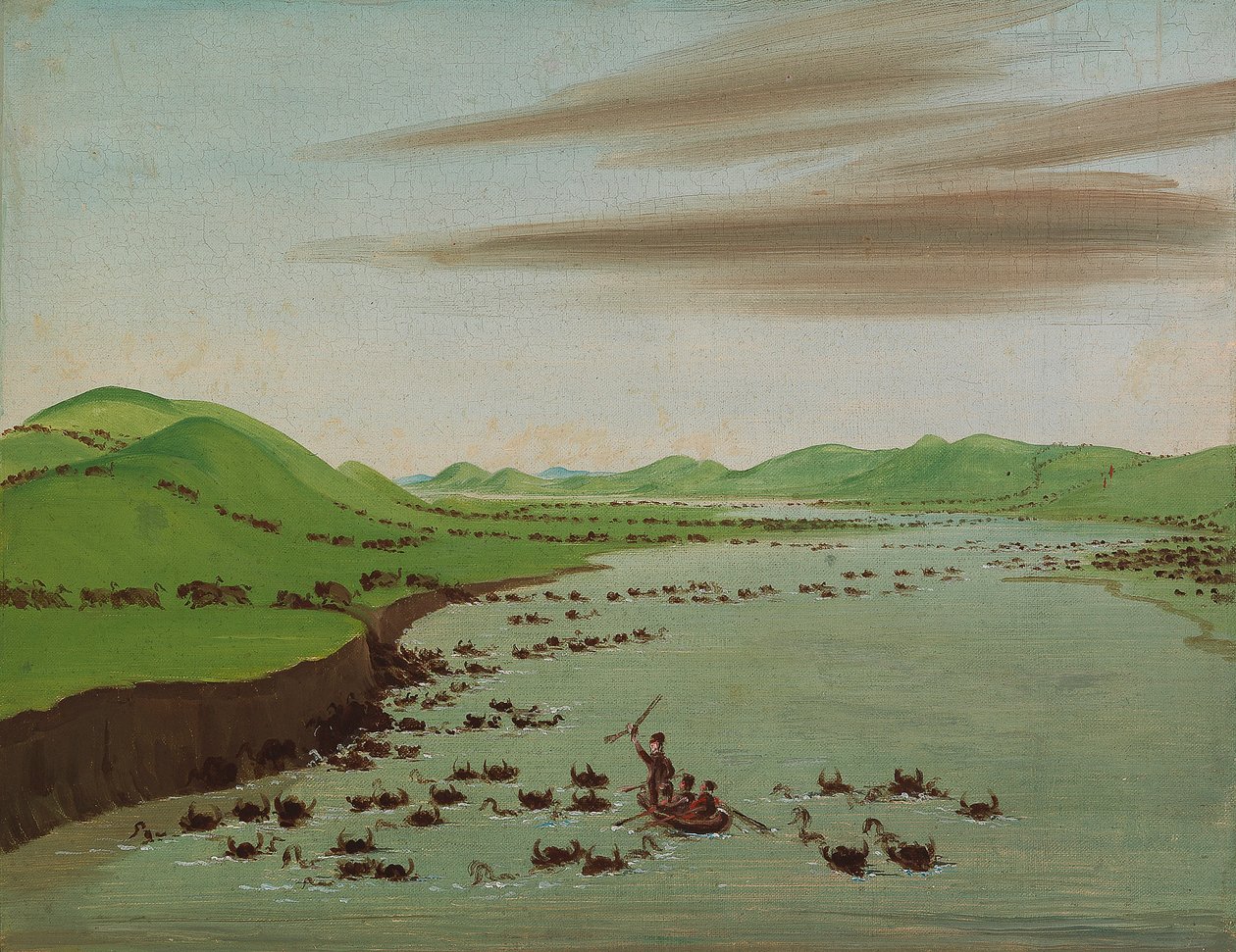 Buffelhjordar som korsar Upper Missouri av George Catlin