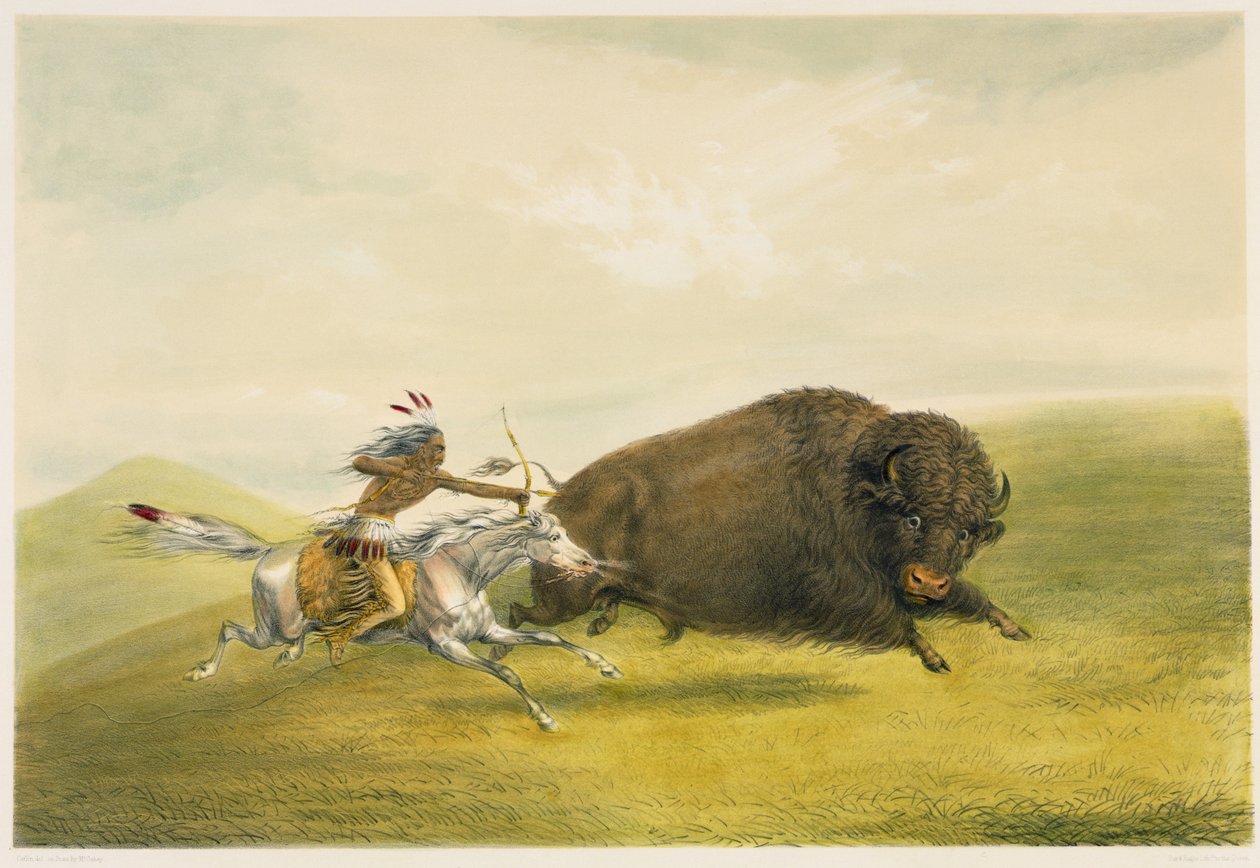 Buffalo Hunt Chase (färglitografi) av George Catlin