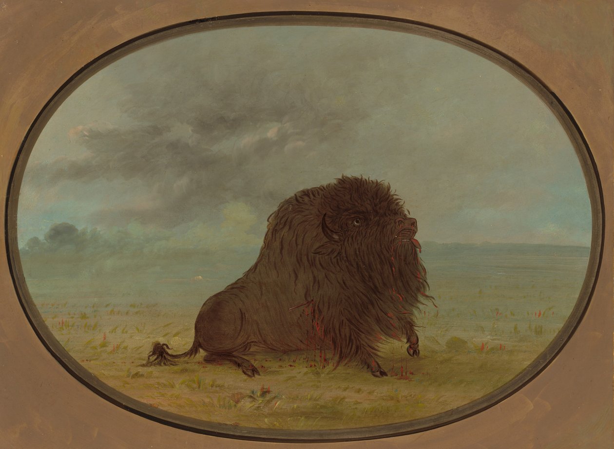 Döende buffeltjur, 18611869. av George Catlin