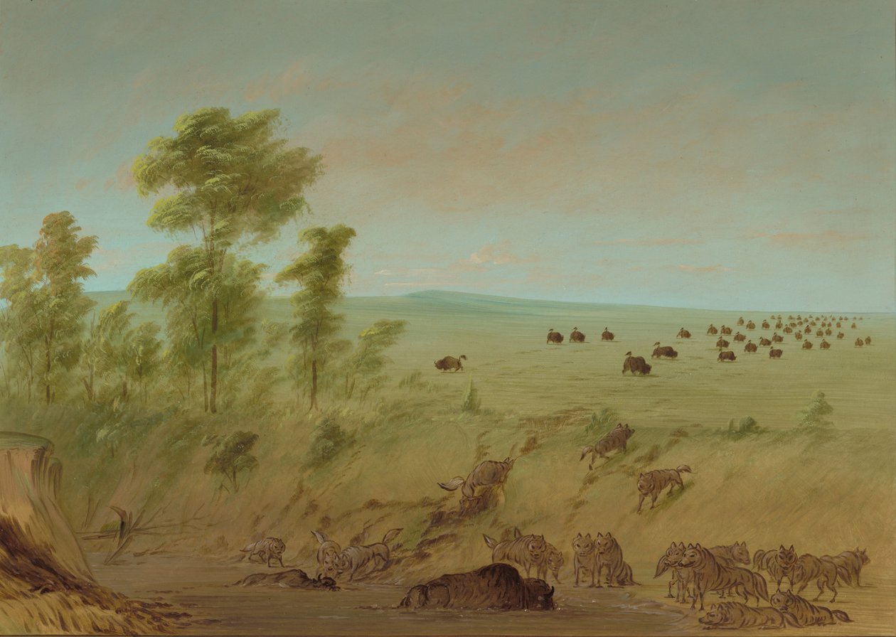 Mired Buffalo and Wolves, 18611869. av George Catlin