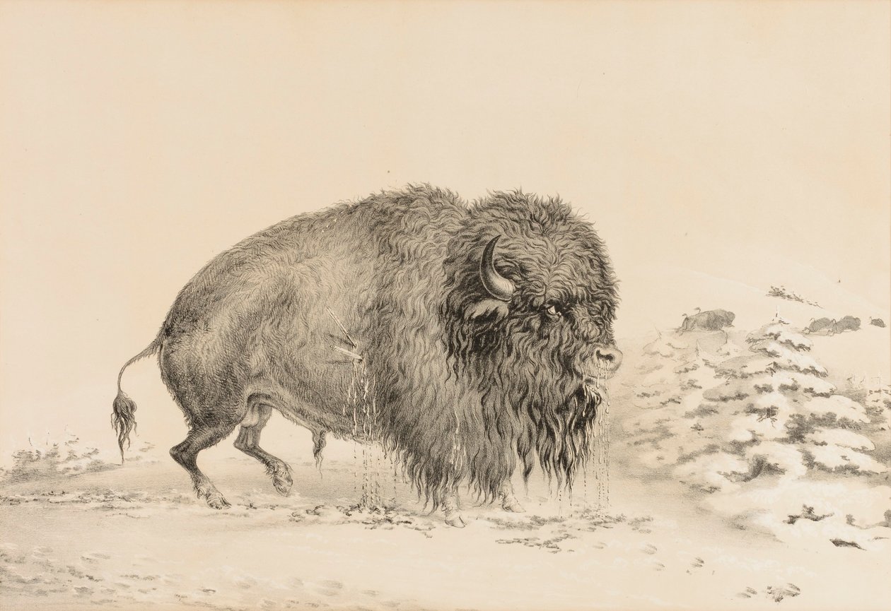 Svårt skadad buffel - nr 16 av George Catlin