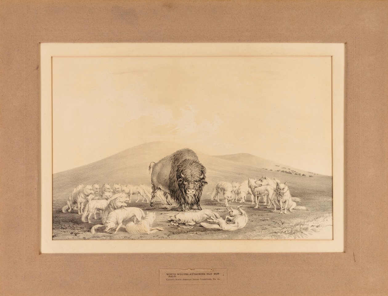 Vita vargar attackerar gamla bufflar - nr 10 av George Catlin