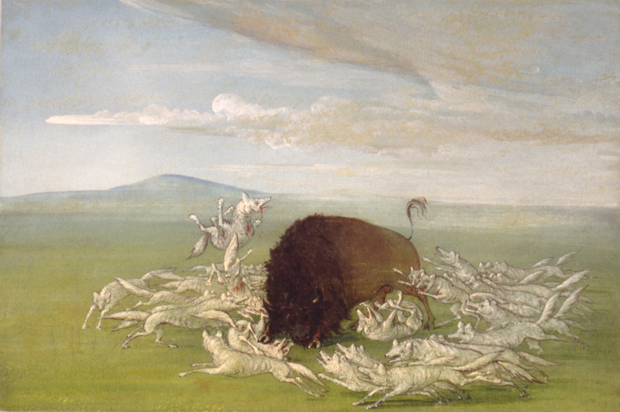 Vita vargar attackerar en buffeltjur av George Catlin