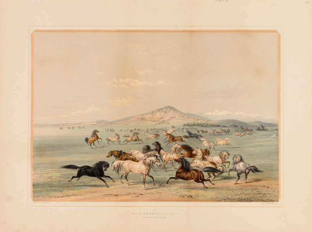 Vilda hästar i lek - nr. 3 av George Catlin