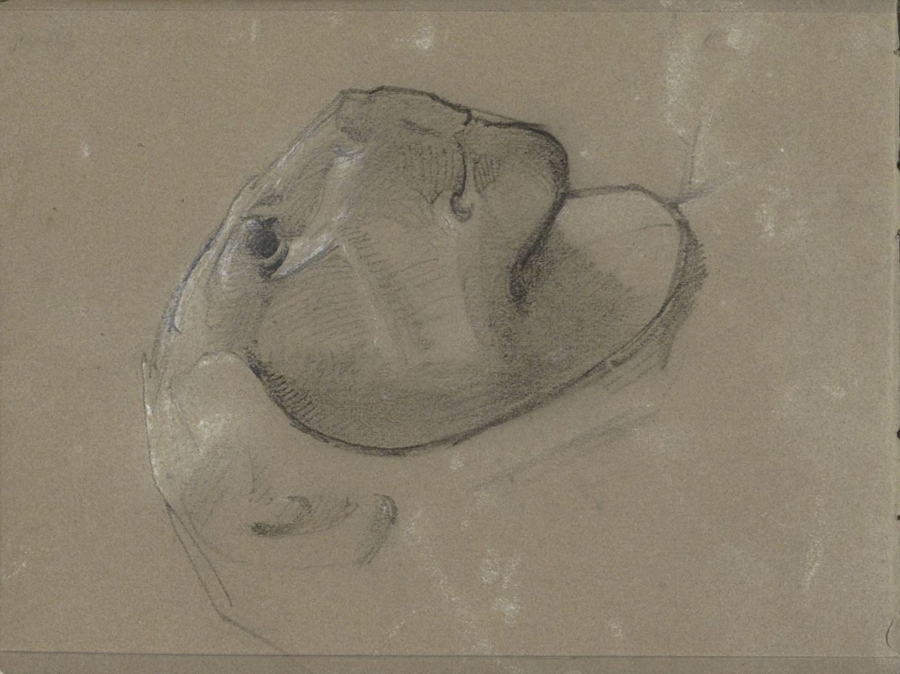 Lejonhuvud, förmodligen efter en skulptur av George Clausen