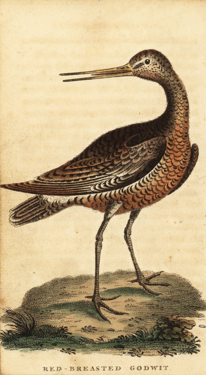 Stångsvansspov, Limosa lapponica., 1800 (gravyr) av George Edwards